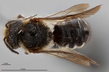 Media type: image;   Entomology 791060 Aspect: habitus dorsal view